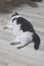 网易严选全价猫粮4.0 猫主粮成幼猫低敏无谷驼羊奶促吸收 鸡肉羊奶味1.5kg 实拍图