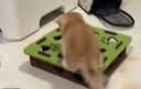 憨憨乐园猫玩具猫咪丰容玩具自嗨解闷神器小猫逗猫迷宫盒子掏掏乐掏洞用品 实拍图