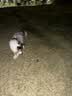 Orijen渴望狗粮 成犬幼犬无谷天然鸡肉进口全价通用犬粮11.4kg效期26/12 实拍图