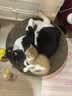 pidan猫砂 豆腐猫砂2.4kg*4包强力吸臭纯猫砂 可冲厕所非膨润土砂 实拍图