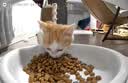 米家宠物喂食器2可视版小米自动猫咪狗定量定时喂食器猫咪自动投食机 实拍图