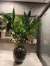 花翁富贵竹水培绿植招财转运室内客厅水养花卉盆栽植物文昌竹源头直发 实拍图