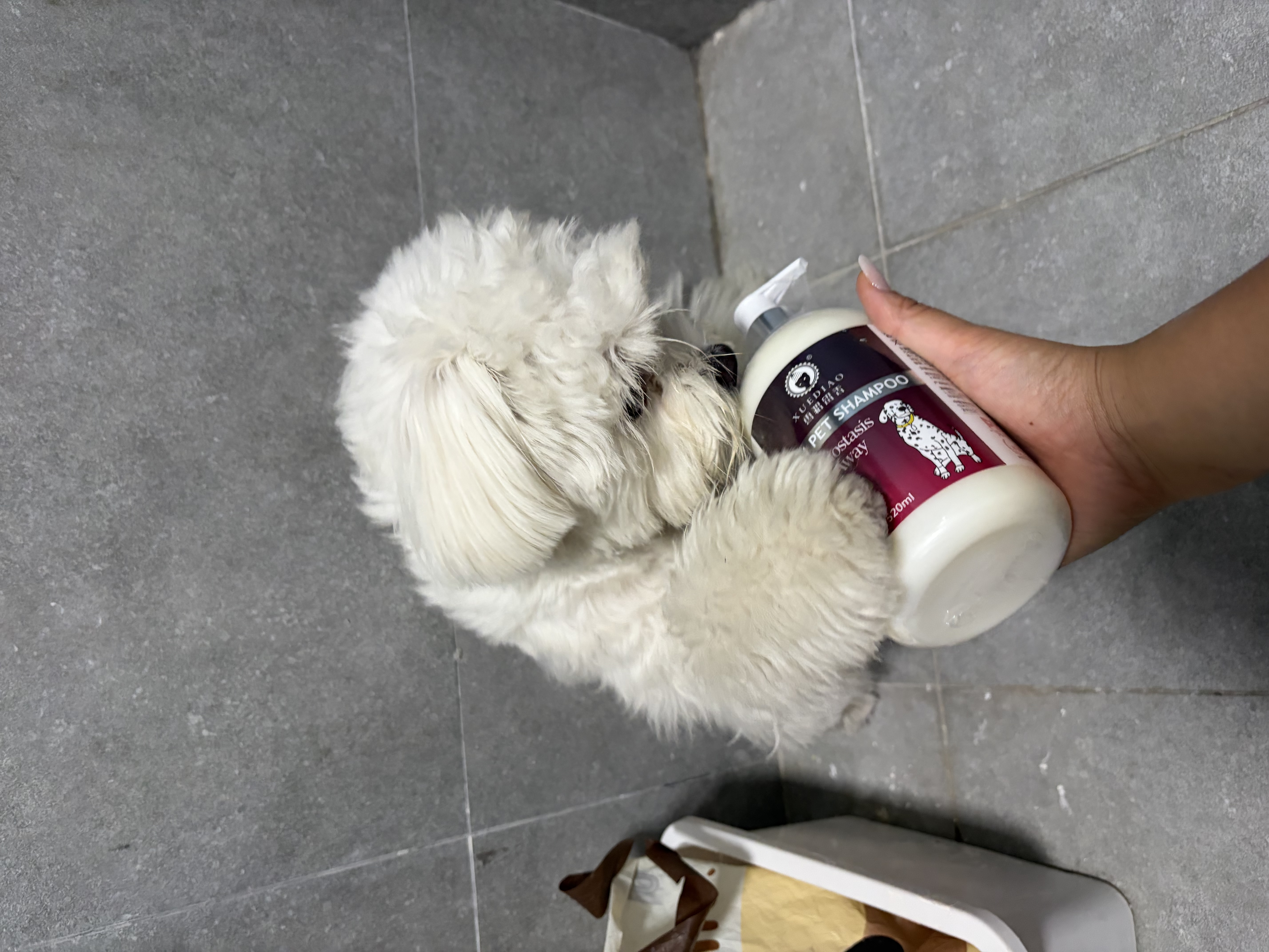 雪貂留香狗狗沐浴露宠物猫咪香波泰迪比熊清洁驱虫除虫止痒浴液 抑菌驱螨 实拍图