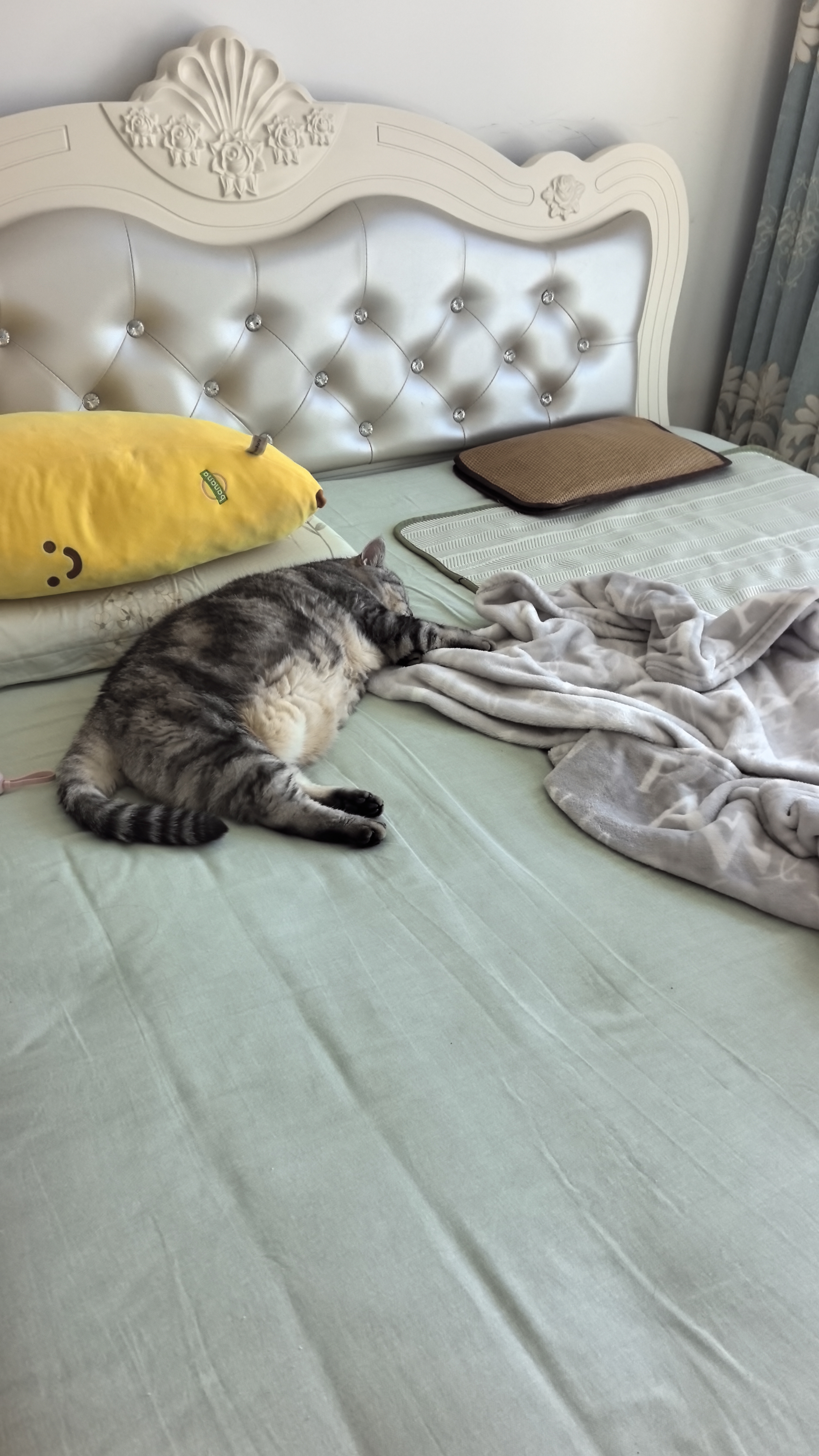 布兰德蛋奶双层挞挞猫主食罐头猫饭餐包湿粮成幼猫饭鸽肉羊奶40g*9杯 实拍图