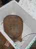 光威（GW） 鱼竿赤刃五六代台钓竿超轻超硬碳素钓鱼竿垂钓钓具用品调手竿 3.6m 赤刃六代 实拍图