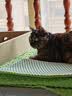 皇家猫粮 英短成猫粮 BS34 通用粮 12月以上 2KG 实拍图