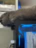 皇家猫粮 成猫猫粮 营养均衡 F32 通用粮 1-7岁 4.5KG 实拍图