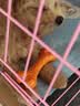 宜特（EETOYS）小号奶酪骨狗狗玩具逗狗磨牙耐咬棒小犬型狗咬胶宠物用品 实拍图