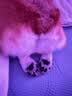 疯狂小狗中大型犬狗粮成幼犬40斤宠物边牧金毛拉布拉多鸡肉燕麦20kg囤货装 实拍图
