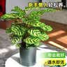 爱优尚白掌盆栽花卉植物室内防辐射净化空气开花桌面小植物源头直发 实拍图