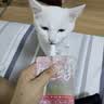小毛豆happy酱包 成猫幼猫主食酱包猫湿粮主食餐包猫主食包营养湿粮 【店长推荐~6包】5味混合 实拍图