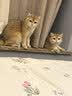 pidan混合猫砂 木薯豆腐猫砂30%:70% 14.4kg整箱 结团不沾底植物砂 实拍图
