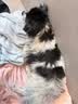 伯纳天纯狗粮舒纯鸭肉配方犬粮成犬幼犬狗粮低敏宠物主粮2kg/4斤 实拍图