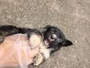 犬瘟检测试纸狗狗犬瘟热细小犬冠状病毒检测纸猫狗狂犬病毒检测卡 犬瘟+细小+冠状组合 1条*3盒 实拍图
