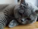 星益生趣（STELLA&CHEWY'S）进口猫粮SC冻干猫粮成猫猫粮幼猫无笼散养鸡肉猫粮 2.5lb/1.13kg 实拍图