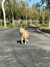 伯纳天纯狗粮中大型犬全价成年犬粮17kg羊肉蔓越莓味囤货装 实拍图