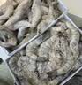 北海湾 厄瓜多尔白虾 大虾鲜活速冻盐冻南美白虾基围虾海虾对虾海鲜批发 厄瓜多尔盐冻虾 6斤(净重)  【16-18cm】单只冻 特大虾 实拍图