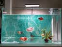 沃韦朗（VOONLINE）鱼缸灯水草灯LED全光谱草缸水族夹灯 【观赏鱼版】沃韦朗夹灯16W 实拍图
