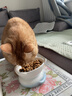 伟嘉成猫猫粮1.3kg牛肉味布偶蓝猫橘猫加菲英短猫咪夹心粮全价粮 实拍图