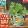 IAM City Farmer含羞草迷你盆栽幼儿园植物儿童种植小盆栽开学季教师节礼物10026 实拍图