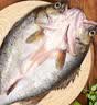 仙泉湖三去白蕉海鲈鱼400g/条净膛冷冻刺少肉厚特产海鲜中秋生鲜食材 实拍图