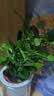 绿有意绿植盆栽多肉花卉盆栽植物室内桌面水培绿植办公室客厅植物懒人 清新3盆】栀子花+九里香+金枝玉叶 实拍图