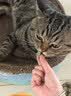 HELLOJOY无土水培猫草盆栽去化毛球懒人种植猫草麦子育苗盘化毛草猫咪零食 实拍图
