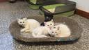 HELLOJOY猫抓板猫爬架一体耐磨不掉屑剑麻抓柱耐抓逗猫棒猫咪玩具自嗨解闷 实拍图