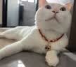 咏颖（YTYIN）猫咪狗狗项圈定制刻字猫牌可调节防走丢牌项链狗牌脖圈铃宠物吊牌 招财款+耳朵牌（定制内容，找客服备注） S-小型（建议1-6斤） 实拍图