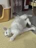 领先成猫尝鲜礼包主食级烘焙猫粮猫条餐盒汤包（新老款随机发货） 实拍图