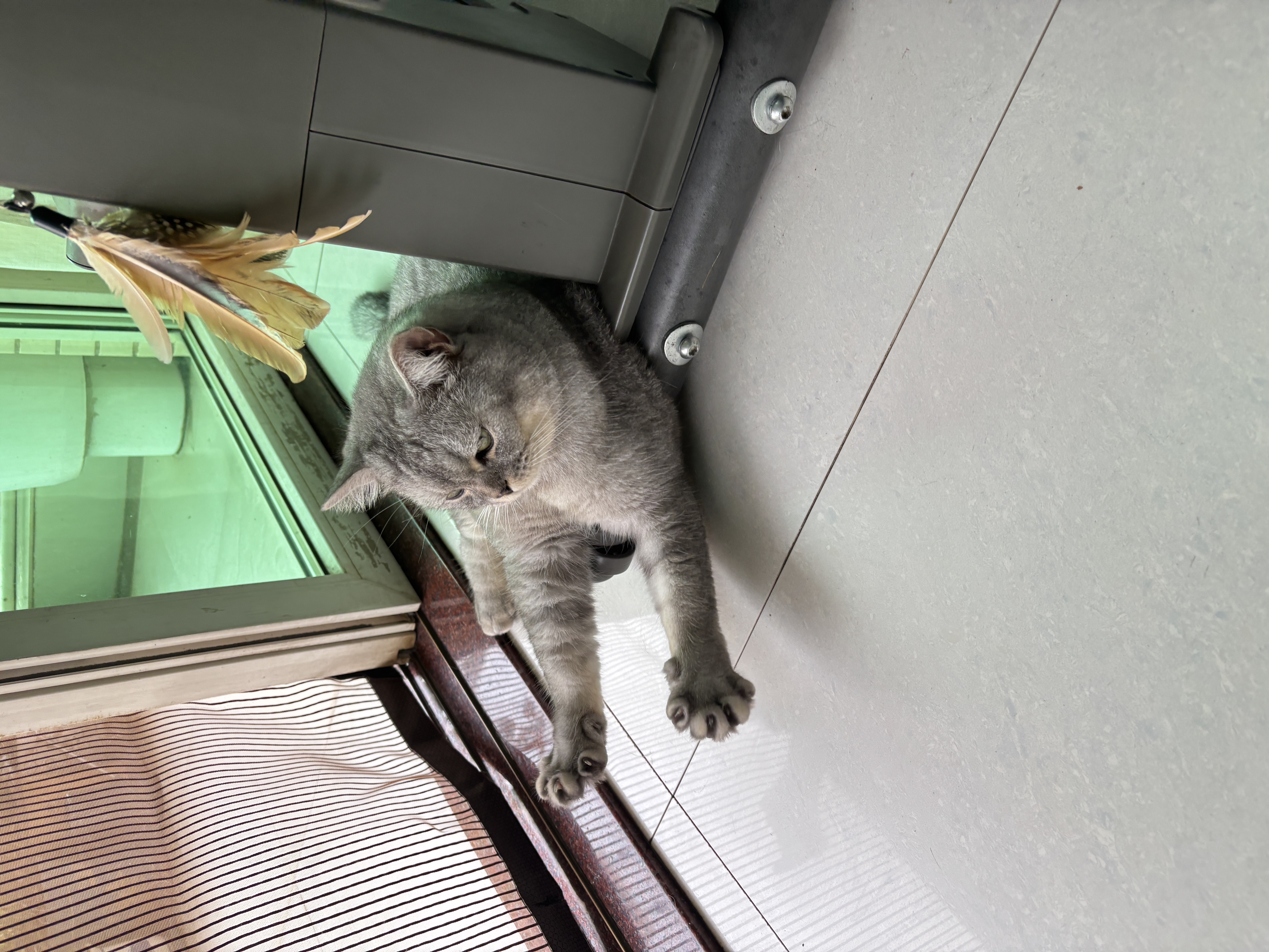 冠能猫粮成猫猫粮三文鱼味2.5kg+室内成猫猫粮2.5kg 控制毛球 实拍图