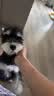 皇家狗粮 雪纳瑞幼犬狗粮 犬粮 宠物小型犬 SNJ30全价犬粮2-10月1.5KG 实拍图