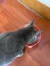 领先成猫尝鲜礼包主食级烘焙猫粮猫条餐盒汤包（新老款随机发货） 实拍图