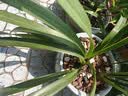 艾莹四季兰花苗兰宝石中矮种夏带花苞出售浓香花卉新手好养盆栽 蓝宝石 6苗 实拍图