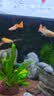 YEE水族增氧气泵气泡石气条鱼缸气泡条气泡石造景气帘装饰纳米气盘石 22厘米气条+2W气泵+管件 实拍图