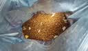 PALAM帕蓝姆四拼冻干猫粮成幼猫通用天然粮全价猫粮1.5kg 实拍图