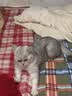 皇家猫粮 成猫猫粮 户外成猫 O30 通用粮 12月以上 4KG 实拍图