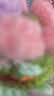 三彩熊小狗玩偶花束向日葵永生花女生送闺蜜生日礼物女士中秋节伴手礼 实拍图
