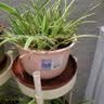 爱丽思（IRIS）花盆加厚树脂绿萝绣球盆栽盆蔷薇月季种植盆 粉色口径18.7cm2个装 实拍图