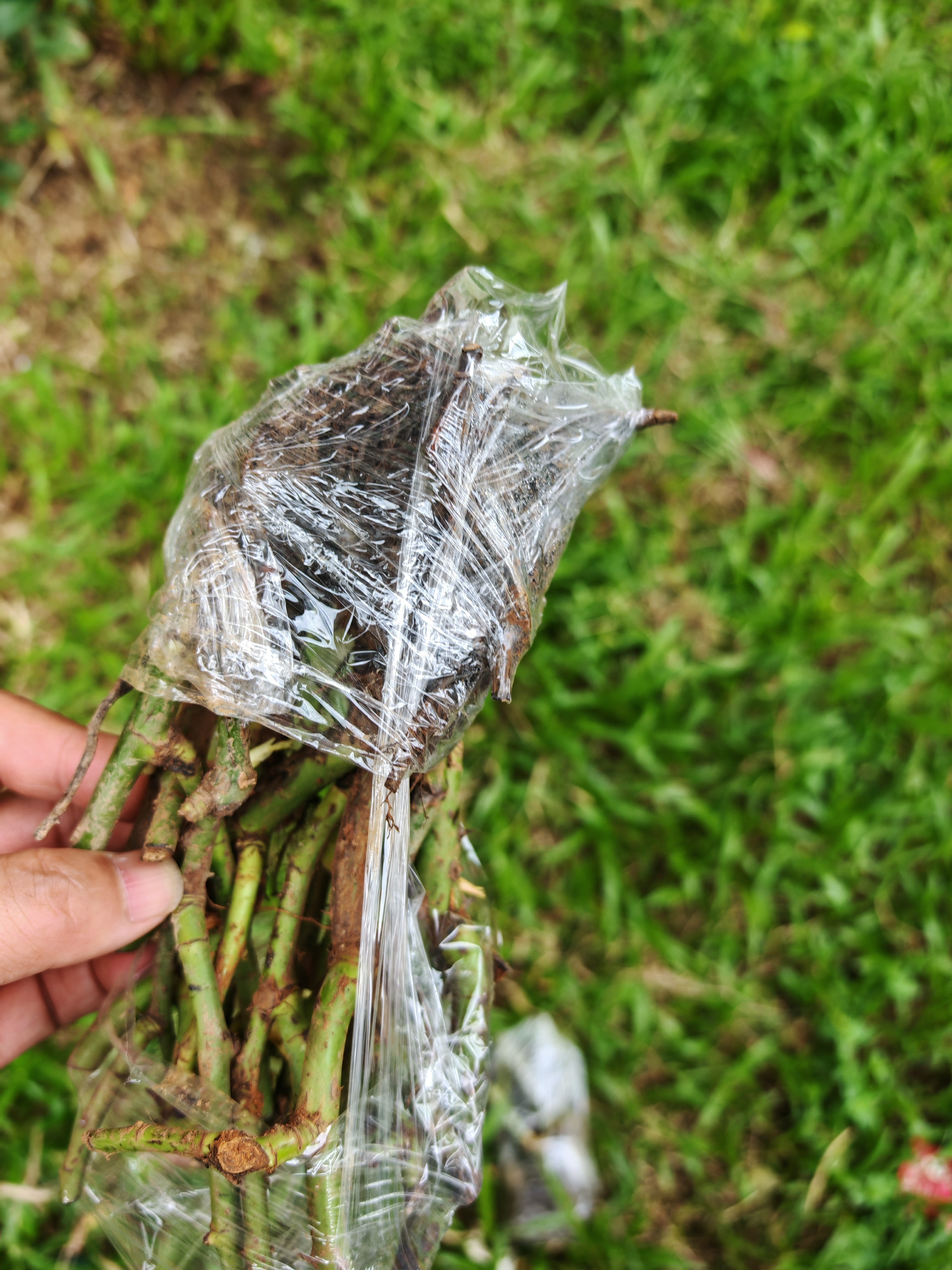 玫瑰老桩花苗室内外盆栽地栽阳台四季开花好养易活花卉月季苗秧 混色系【10颗装】+肥料 实拍图