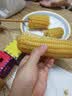 京鲜生东北白糯玉米250g*10棒 新鲜甜糯玉米棒真空包装粘玉米 源头直发 实拍图