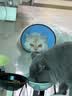 皇家猫粮 成猫猫粮 室内长毛猫 ILH35 通用粮 1-7岁 4.5KG 实拍图