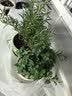京云梦薄荷盆栽食用可食用多年生阳台好养薄荷盆景植物塑料盆源头直发 实拍图