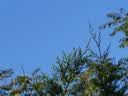 松下【12期免息】ZS99（Panasonic）便携式长焦数码口袋相机 4K视频 2030万像素 322g 旅行演唱会-银色 实拍图