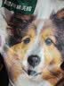 网易严选犬粮全价冻干三拼鸡肉狗粮幼犬成犬小型中大型犬10kg【宠物金选】 实拍图