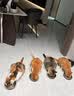 品卓猫儿嘻 全价猫粮 鸡肉牛肉配方成猫幼猫通用蓝猫英短 布偶猫粮 【海洋鱼口味】全价猫粮20斤 实拍图