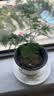 文竹盆栽绿植花卉盆景植物室内客厅水培文松云竹文竹大苗四季常青 小文竹【1颗】原盆原土球发货 高度15-25cm 实拍图