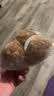 威尔通（WELTSTON）毛绒玩偶小猫咪玩具仿真德文猫布偶猫咪公仔送女孩生日礼物女生士 实拍图