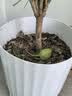 美益棵营养土养花通用型8L园艺有机土种菜蔬菜多肉盆栽绿植种植泥炭土壤 实拍图