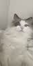 诚实一口P32全价猫粮成猫幼猫室内外低敏轻松蛋白易消化守护肠胃营养1.5kg 实拍图